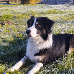 Tounki profile