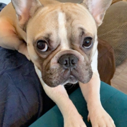 Pablo profile