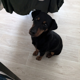 Jack profile