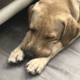 Alfie profile