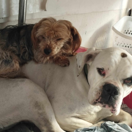 Opale et niky profile