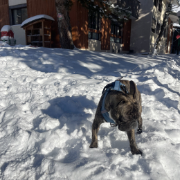 Paquito profile