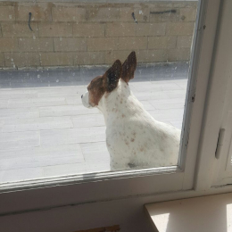 Hector profile