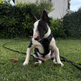 Ucho profile
