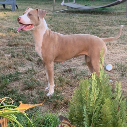 Railey profile