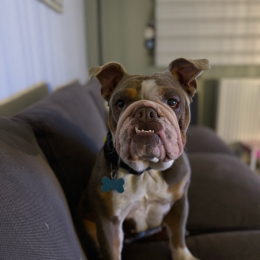Ella profile