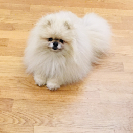Teddy profile
