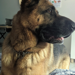 Rocksy profile