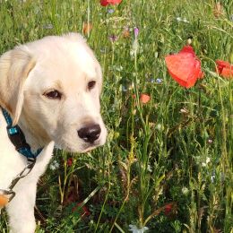 Adès profile