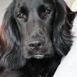 Olaf profile
