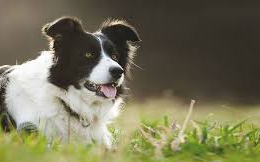 Doggo profile