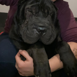 Olaf profile