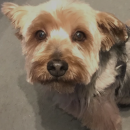 Filou profile
