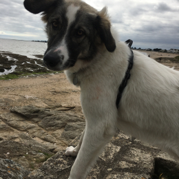 Sheldon profile