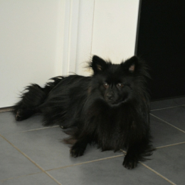 Peps profile
