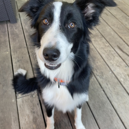 Bonnie profile