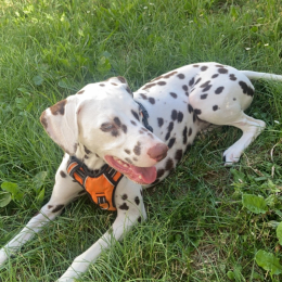 Truffe profile