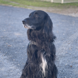 Blacko profile