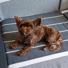 Owen,  ilany et tomy profile