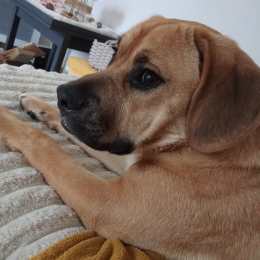 Cooper profile