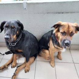 Ilou et spoon profile