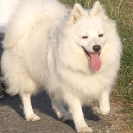 Doggo profile
