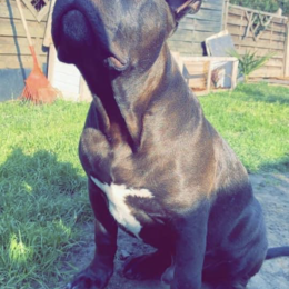 Paco profile