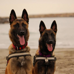 Norko et neïka profile