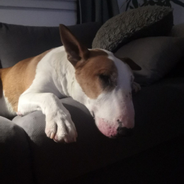 Pookie profile