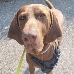 Coco profile