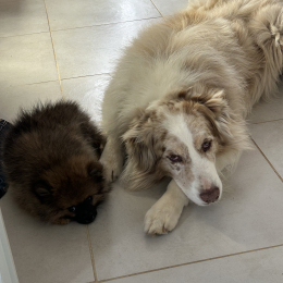 Jazz et gribouille profile