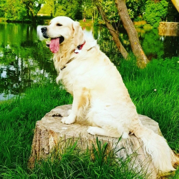 Olaf profile