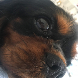 Joye profile