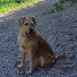 Iago profile