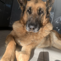 Sam profile