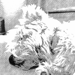 Yéti profile