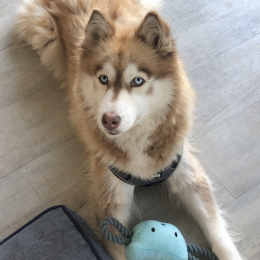 Layka profile