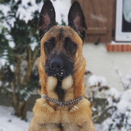 Ricci profile