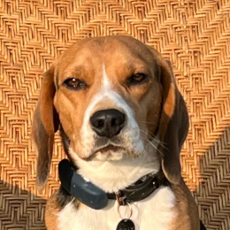 Sully profile