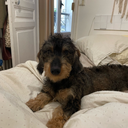 Morris profile