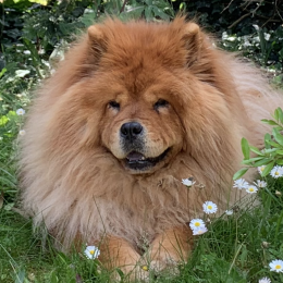 Doggo profile