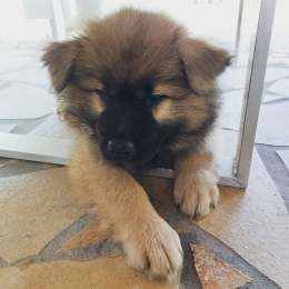 Balto profile