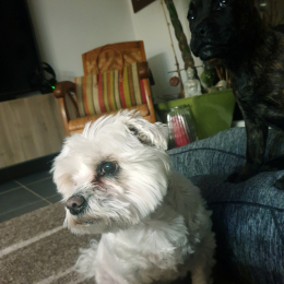 Milou profile