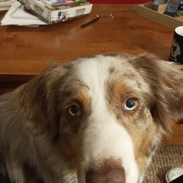 Doggo profile