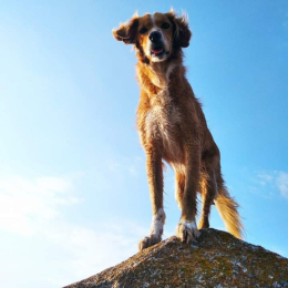 Jaegger profile