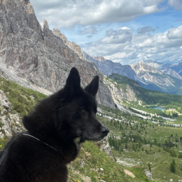 Rayko profile