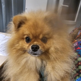 Toshi profile