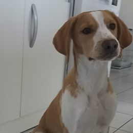Oli profile