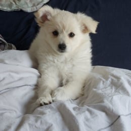 Nala profile