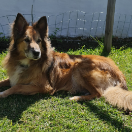 Taï profile